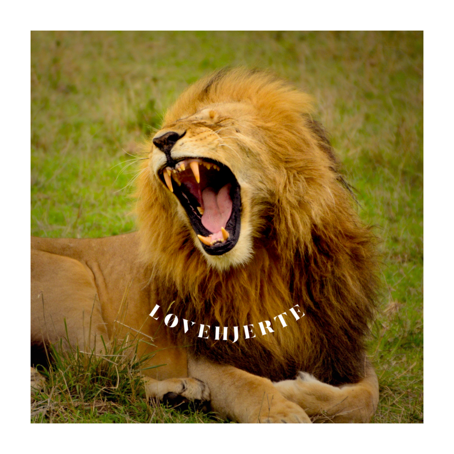 Løvehjerte - T-shirt - Coolshirts.dk